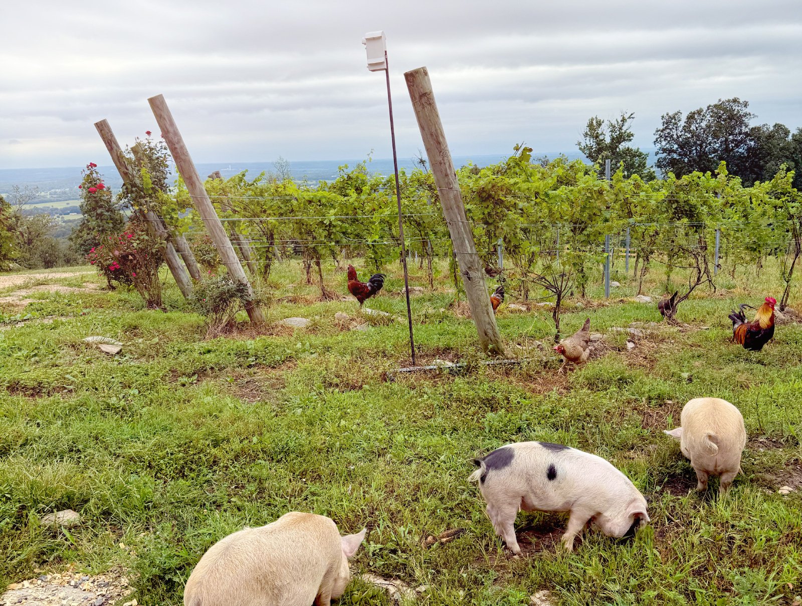 Pigs and chickens in vineyard