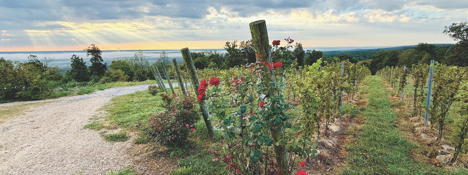 Vineyards with roses